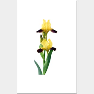 Bearded iris Posters and Art